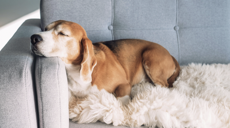 pet-friendly
